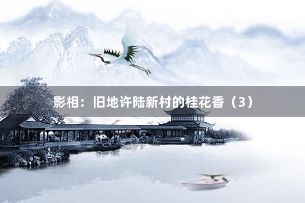 影相：旧地许陆新村的桂花香（3）